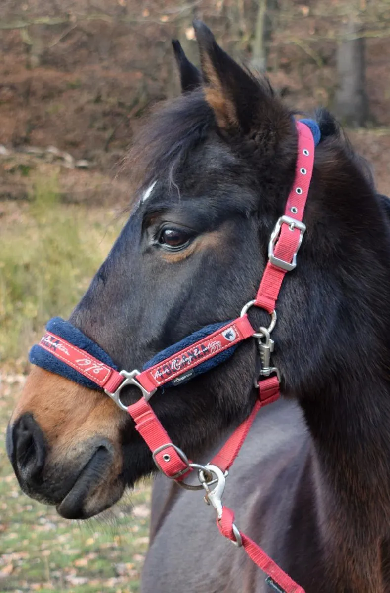 Ensemble rouge taille poney